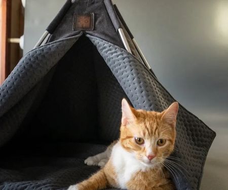 Petnah Luxury Pet Products