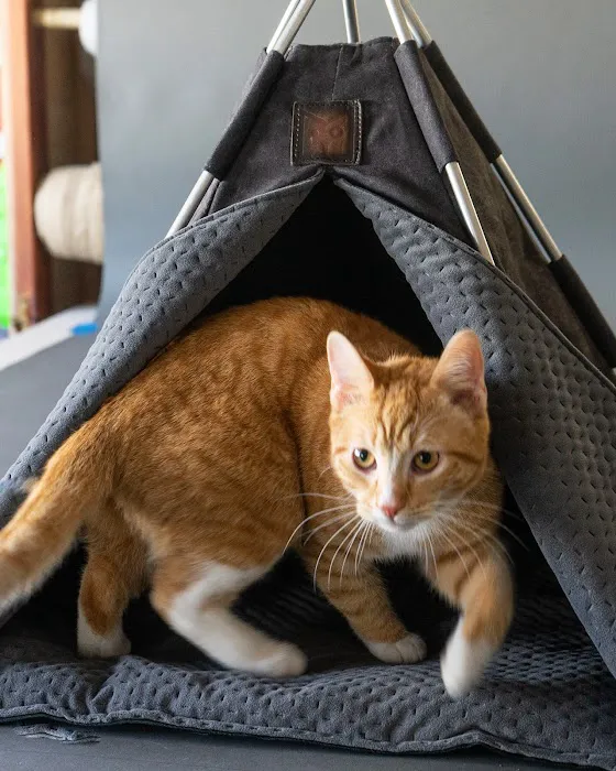 Petnah Luxury Pet Products Picture 4