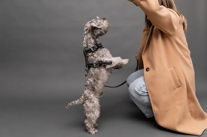 Petnah Luxury Pet Products Picture 3