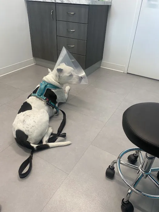 ACHIEVE Veterinary Urgent Care Picture 3
