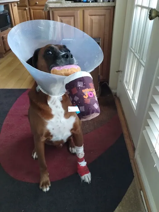 ACHIEVE Veterinary Urgent Care Picture 4