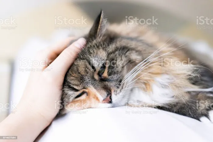 Animal Allergy & Dermatology Picture 2