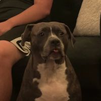 Animal Allergy & Dermatology ico