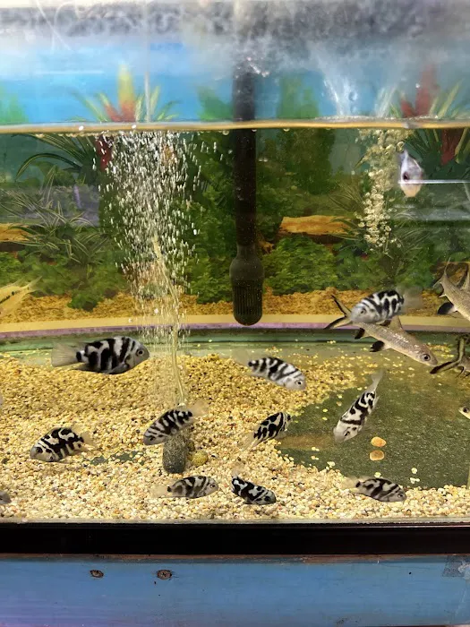 Pet Zone Tropical Fish Picture 1