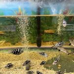 Pet Zone Tropical Fish
