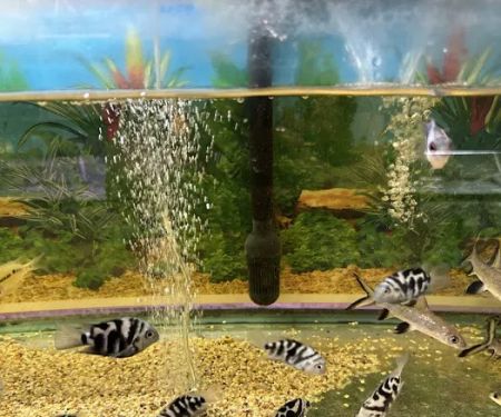 Pet Zone Tropical Fish