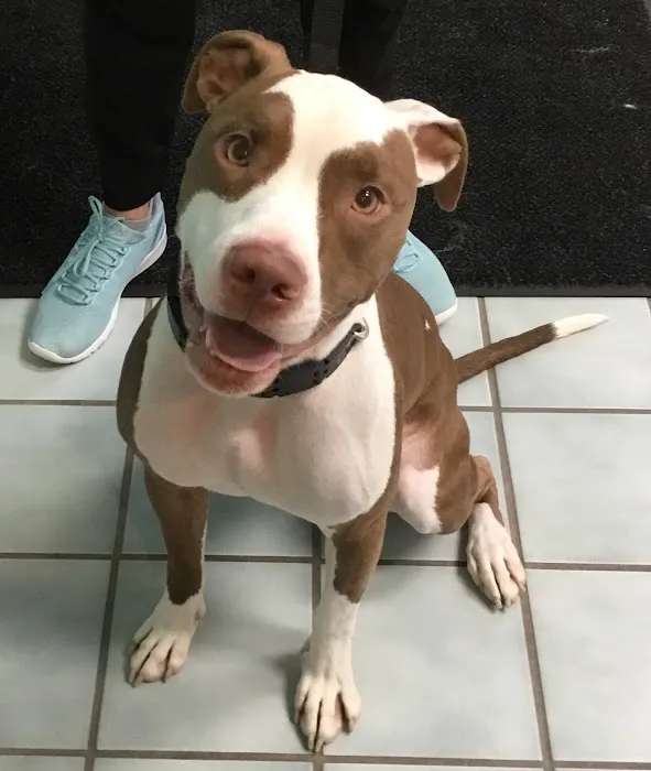 Petvacx Animal Hospital Picture 1