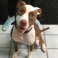 Petvacx Animal Hospital ico