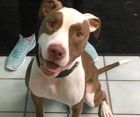 Petvacx Animal Hospital