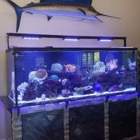 San Diego Aquarium Cleaning ico