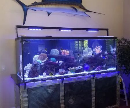 San Diego Aquarium Cleaning