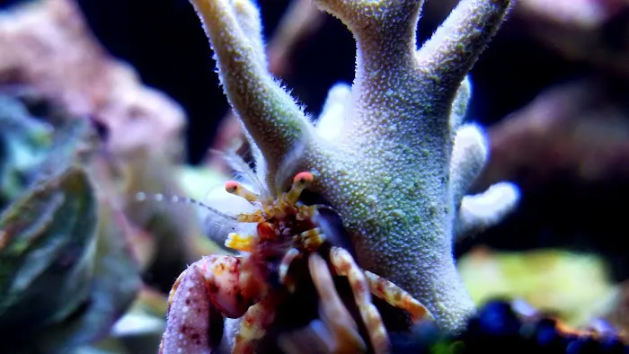 San Diego Aquarium Cleaning Picture 2