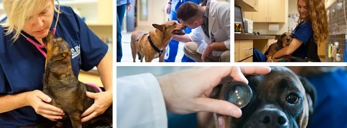 Bush Veterinary Neurology Service (BVNS) - Rockville Picture 1