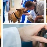Bush Veterinary Neurology Service (BVNS) - Rockville ico