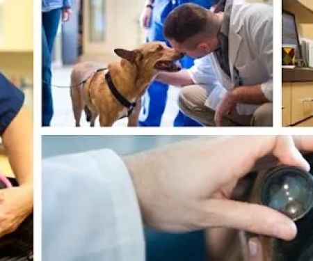 Bush Veterinary Neurology Service (BVNS) - Rockville
