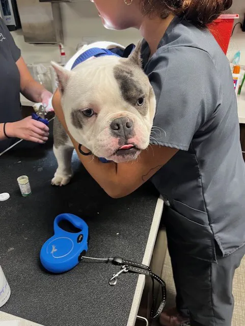 VCA North Rockville Animal Hospital Picture 3