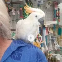 Tropic Island Bird & Supply ico