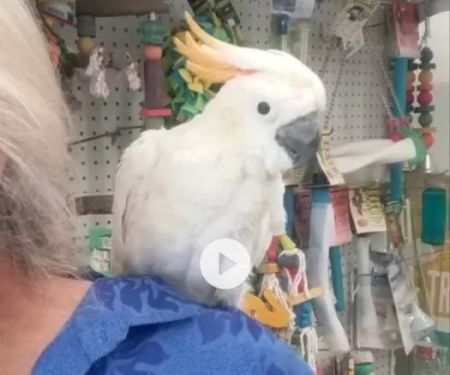 Tropic Island Bird & Supply