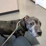 Grove Center Veterinary Hospital
