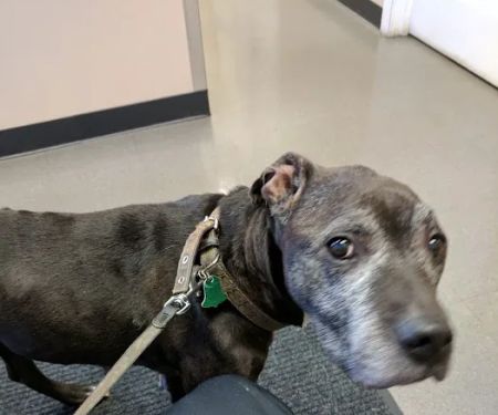 Grove Center Veterinary Hospital
