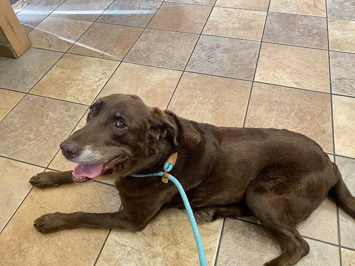 Banfield Pet Hospital Picture 4