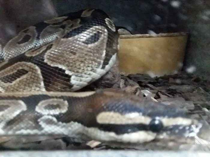Lemon Grove Pet supplies and EXOTICS Picture 9