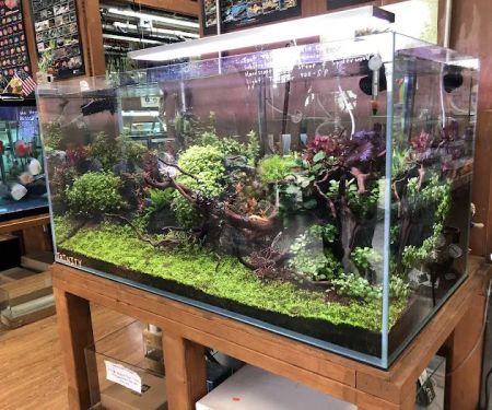 Aquascape Supply Co.