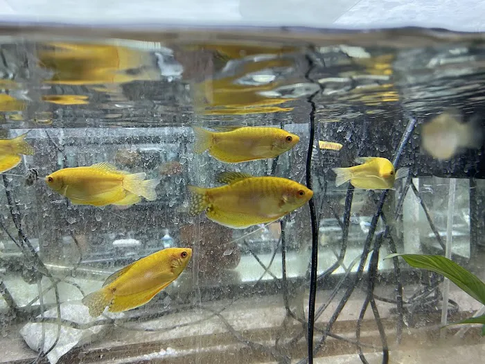 Pet Zone Tropical Fish Picture 7
