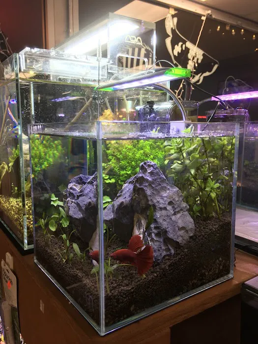 Pet Zone Tropical Fish Picture 4