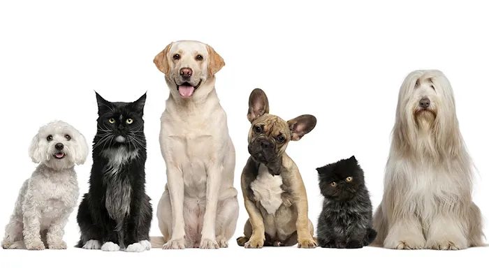 Franklin Veterinary Associates Picture 2