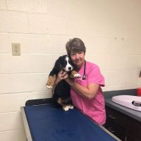 Franklin Veterinary Associates ico