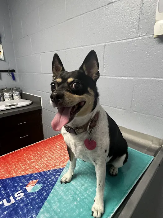 Franklin Veterinary Associates Picture 3