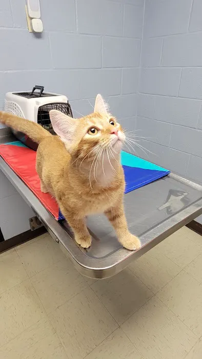 Franklin Veterinary Associates Picture 7