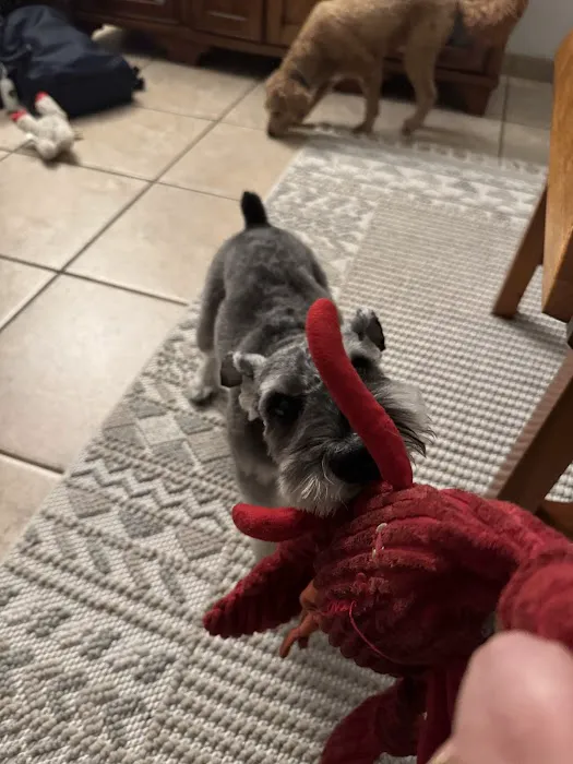 The Original Paw Pleasers Picture 9