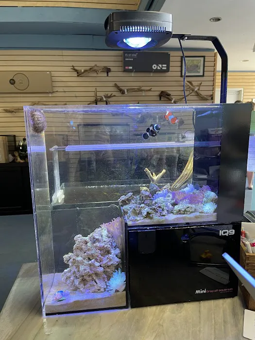 Aquarium Fish Depot Picture 9