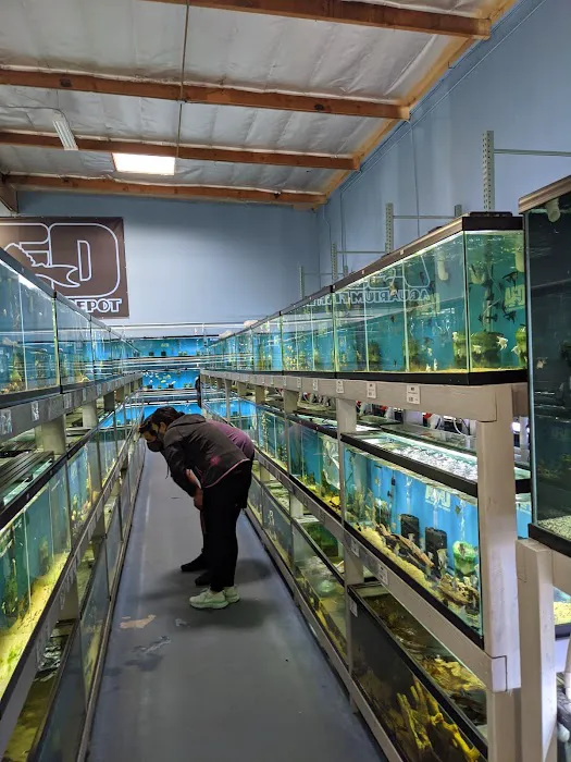 Aquarium Fish Depot Picture 2