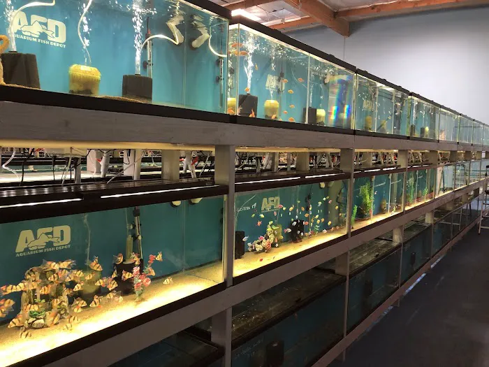 Aquarium Fish Depot Picture 4