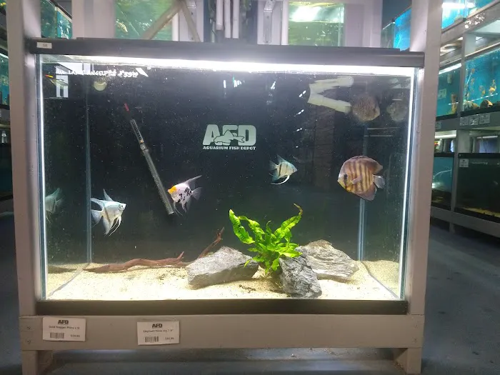 Aquarium Fish Depot Picture 5
