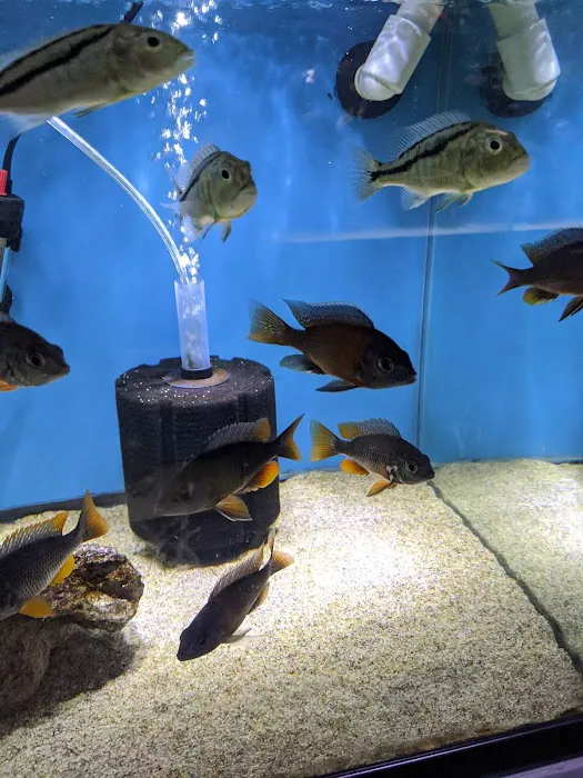 Aquarium Fish Depot Picture 6