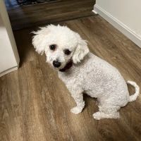 Best Friends Animal Hospital ico