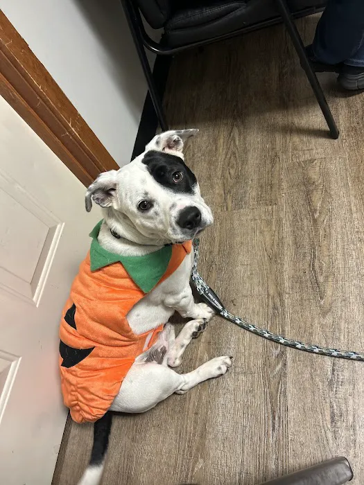 Best Friends Animal Hospital Picture 6
