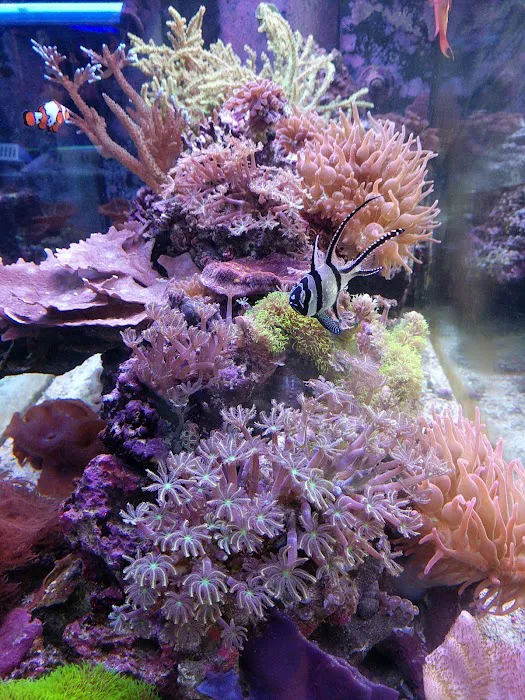 SD CORALS Picture 3