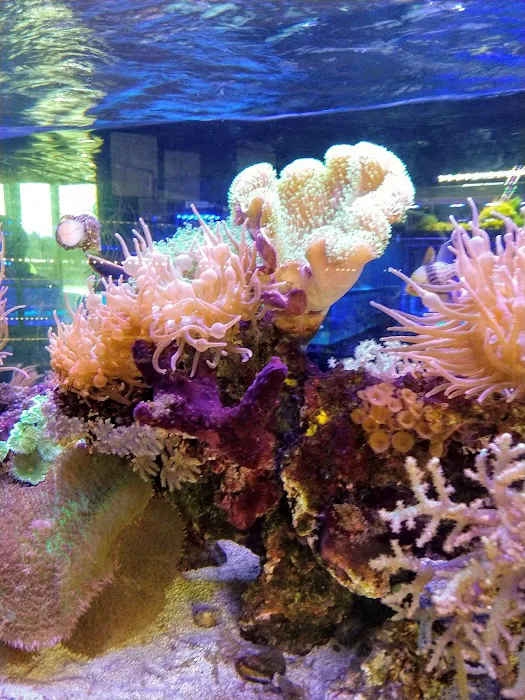 SD CORALS Picture 9
