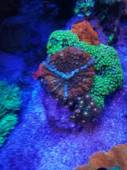 SD CORALS Picture 8