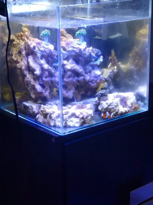 SD CORALS Picture 6