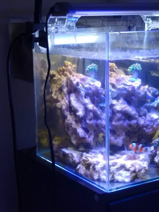 SD CORALS Picture 7