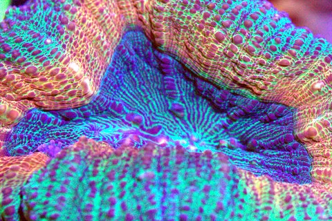 SD CORALS Picture 10