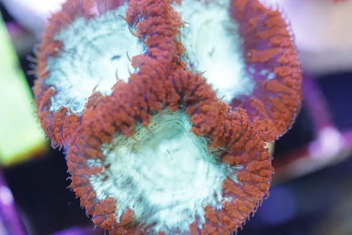 SD CORALS Picture 5