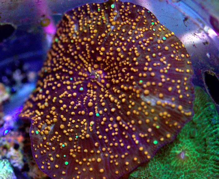 SD CORALS Picture 4