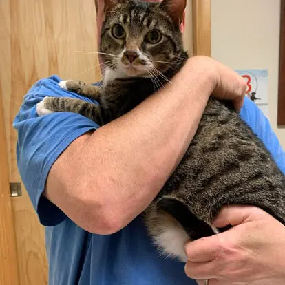 Saint Thomas Veterinary Center Picture 1